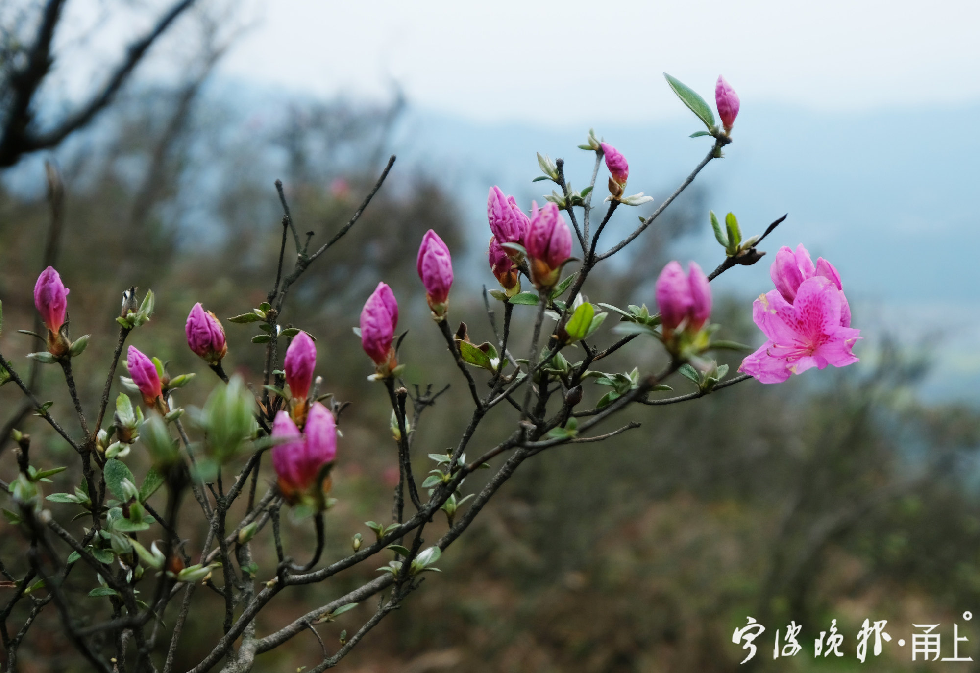 金峨山上杜鹃花开4月上旬将进入盛花期