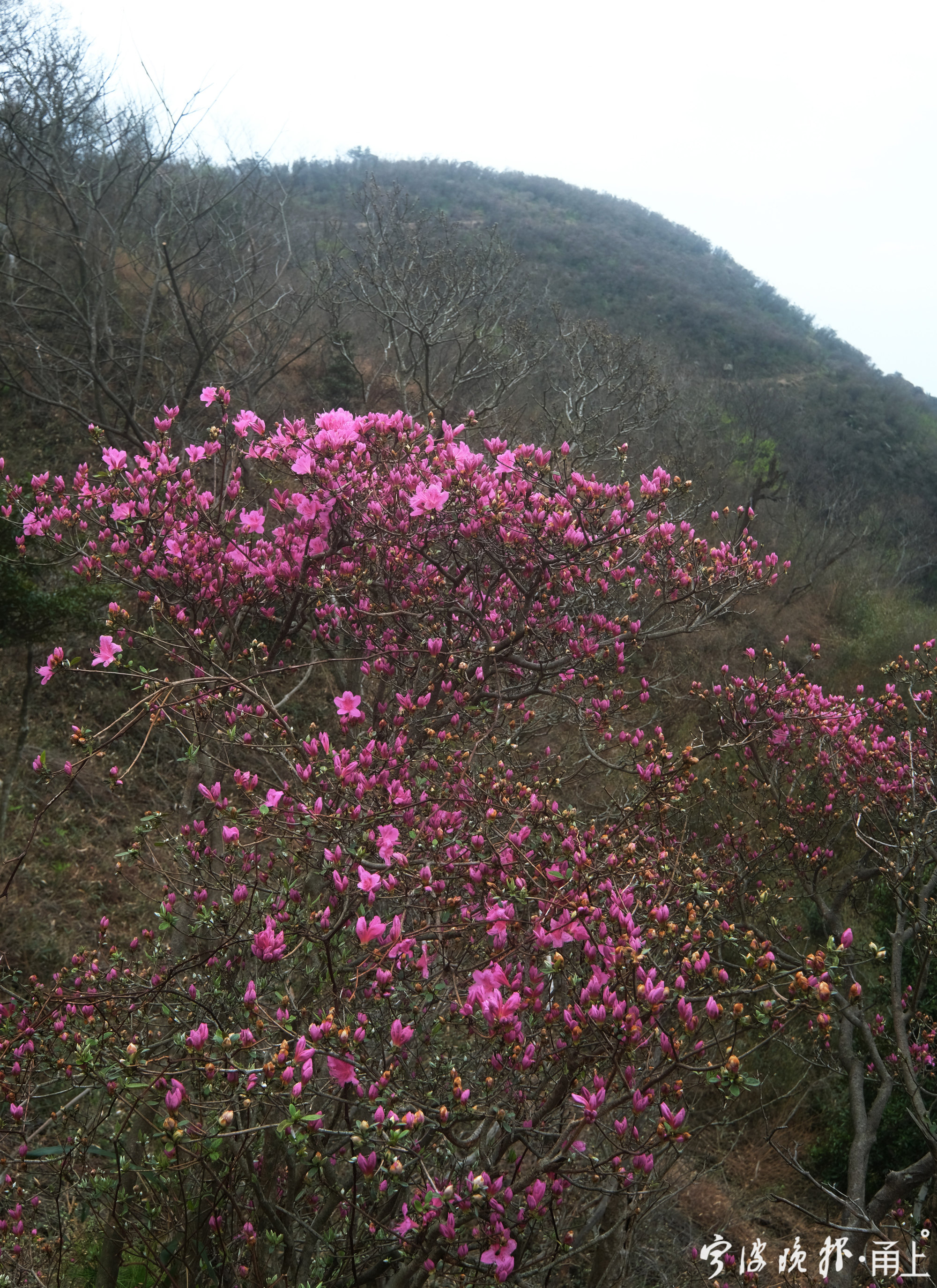 金峨山上杜鹃花开4月上旬将进入盛花期