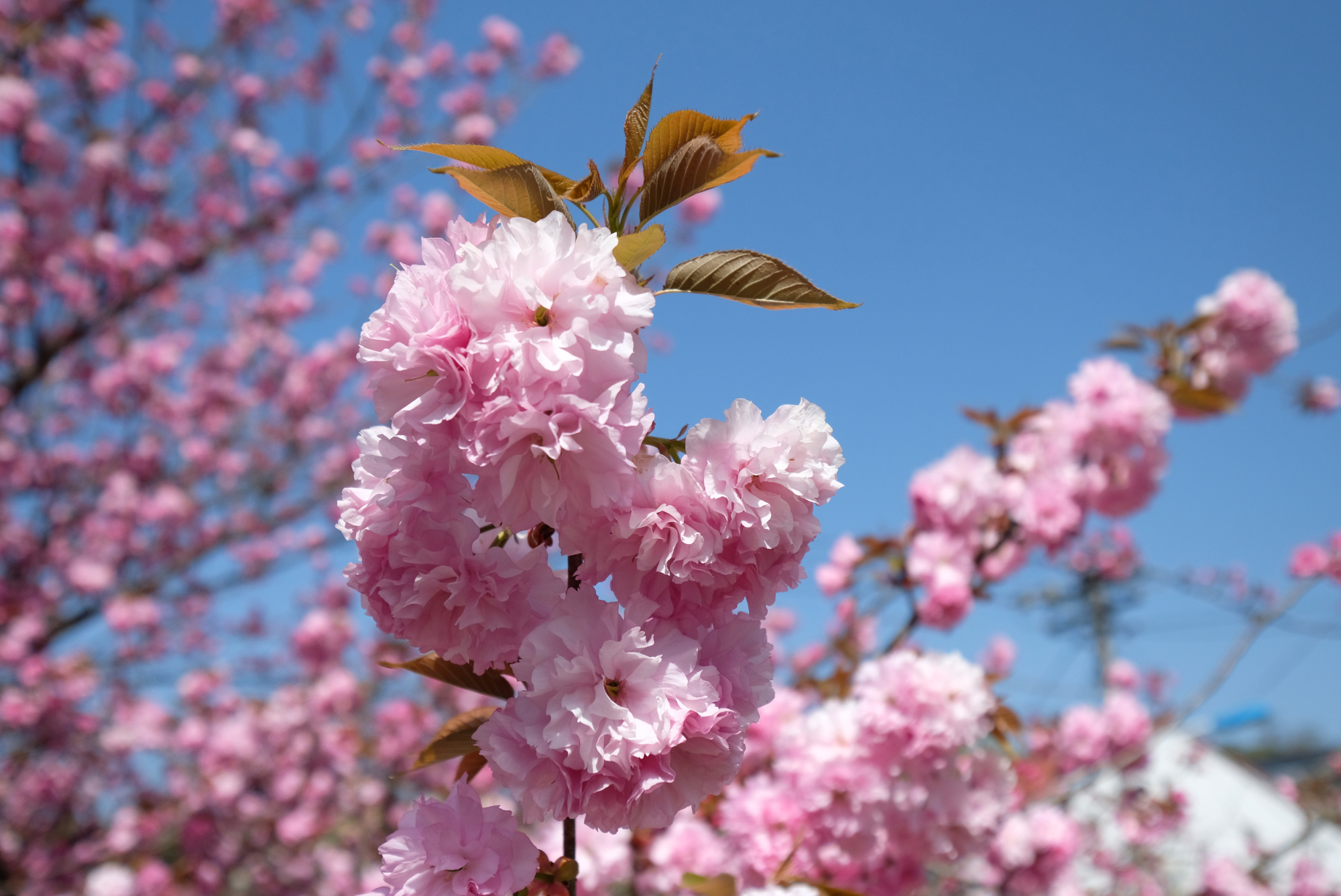 四明山悬岩村樱花图片