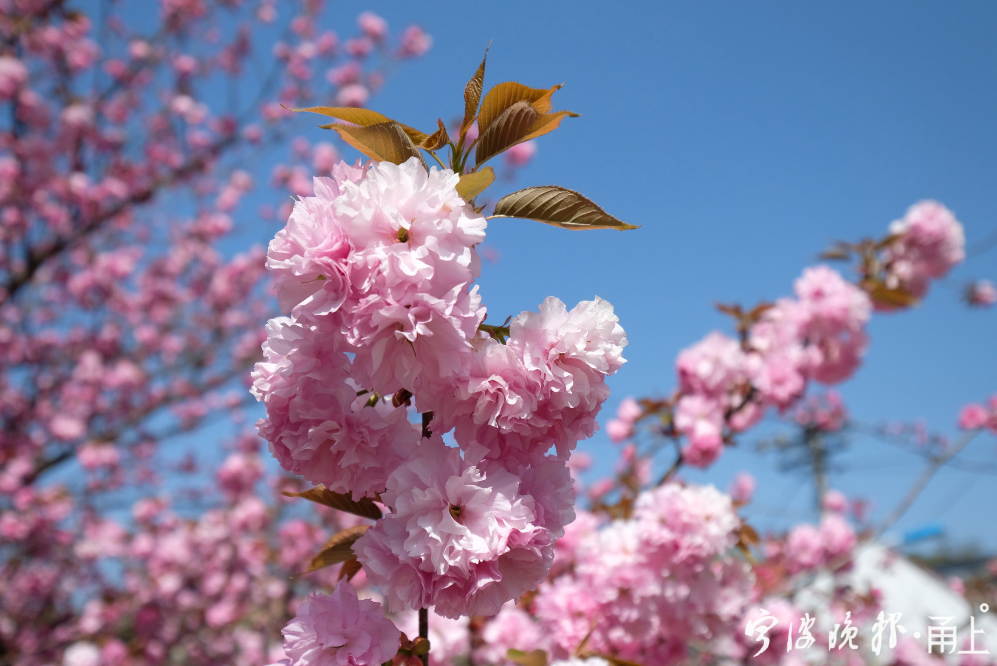 古朴唯美四明山里的樱花王烂漫开放