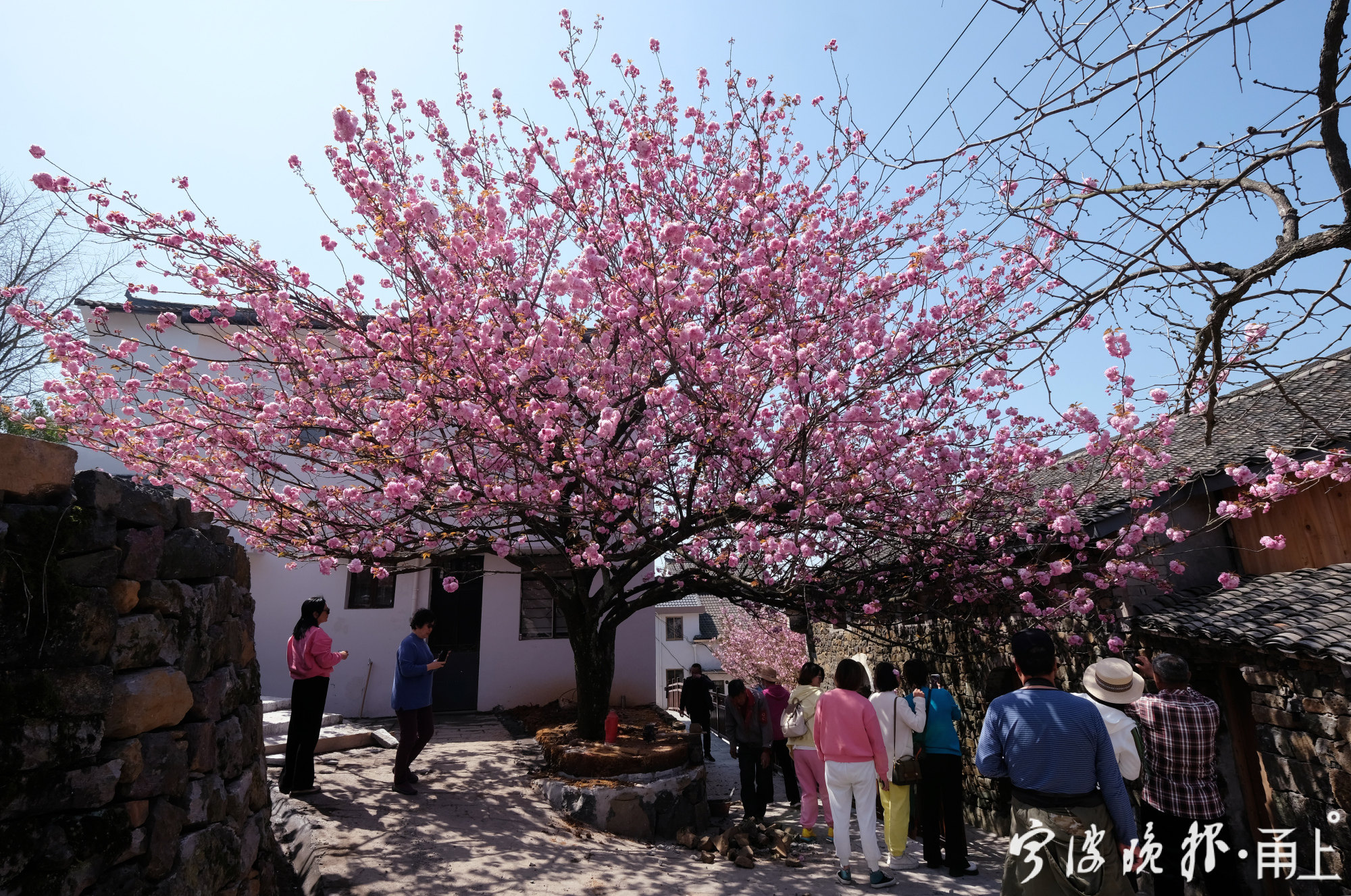 古朴唯美四明山里的樱花王烂漫开放
