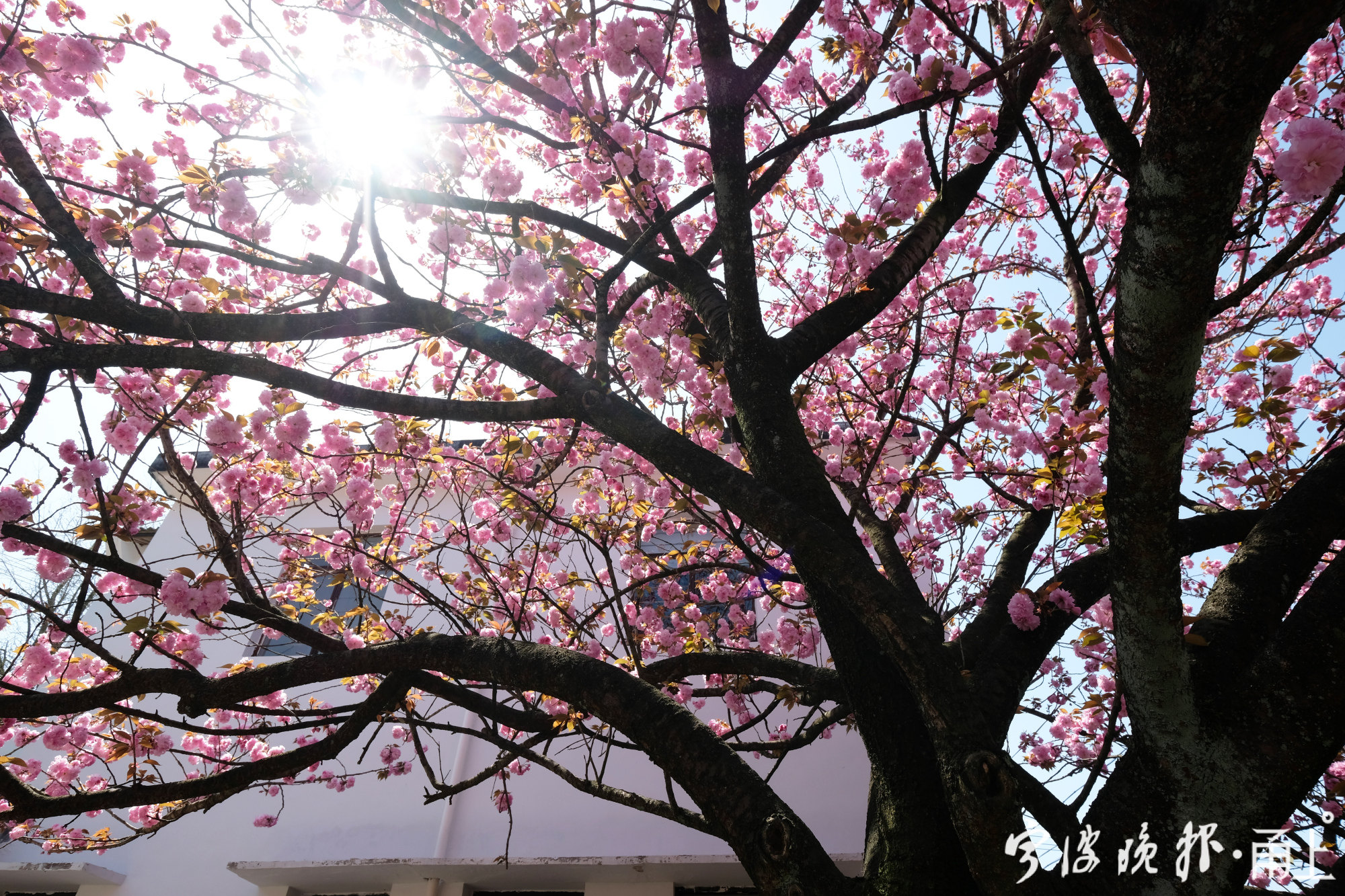 古朴唯美四明山里的樱花王烂漫开放