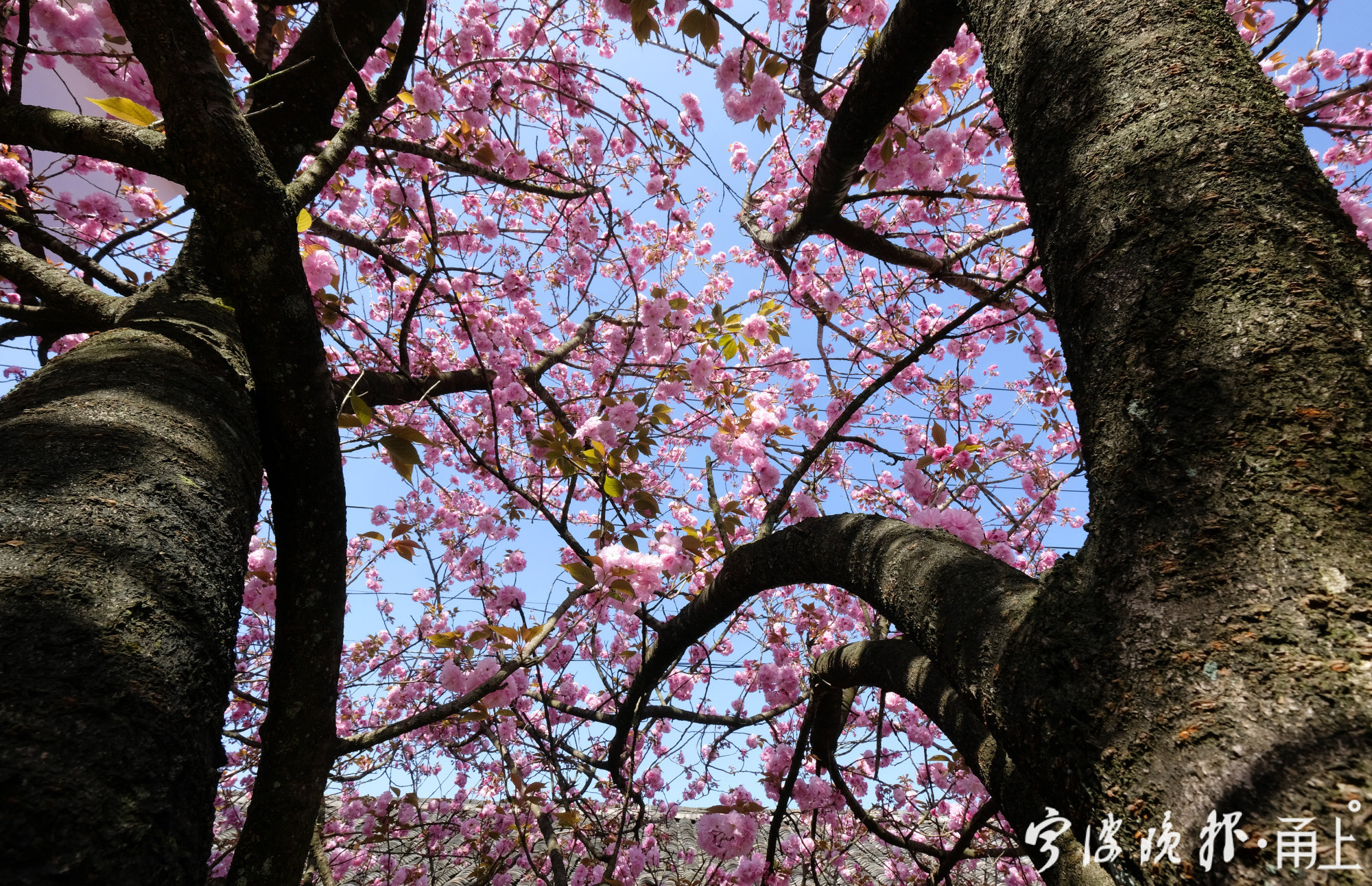 古朴唯美四明山里的樱花王烂漫开放