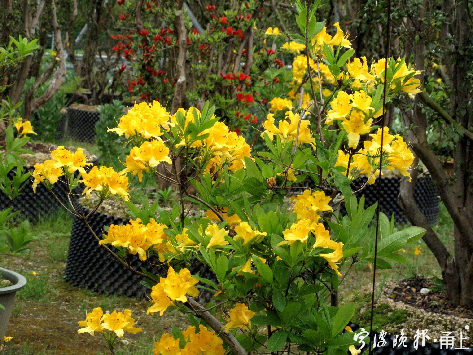 6——羊躑躅,也叫黃花杜鵑,鬧羊花,一種有毒的花朵,切記不可食用.jpg