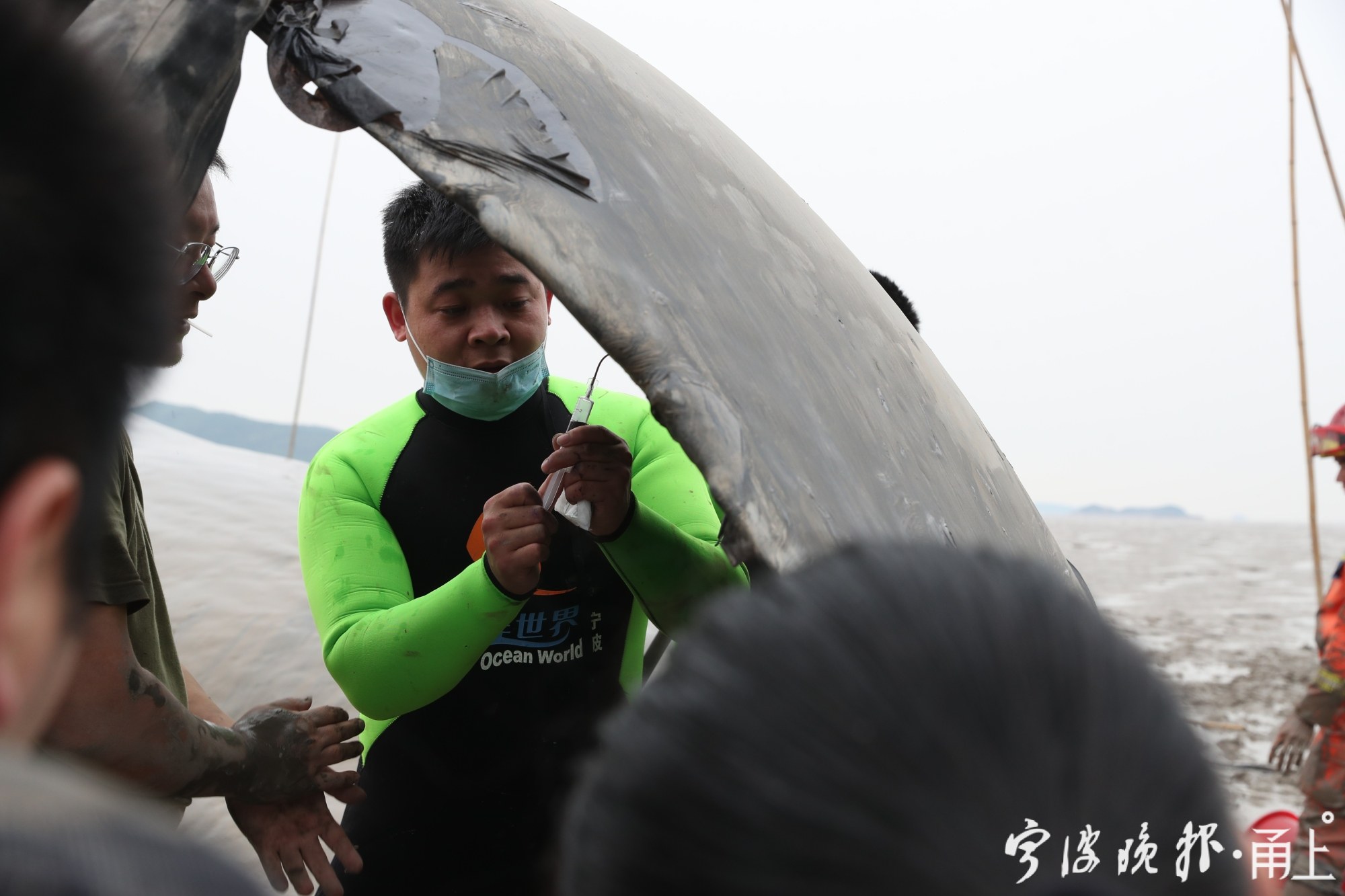 成年雄性抹香鲸在象山搁浅后被救回大海,这是全球首次