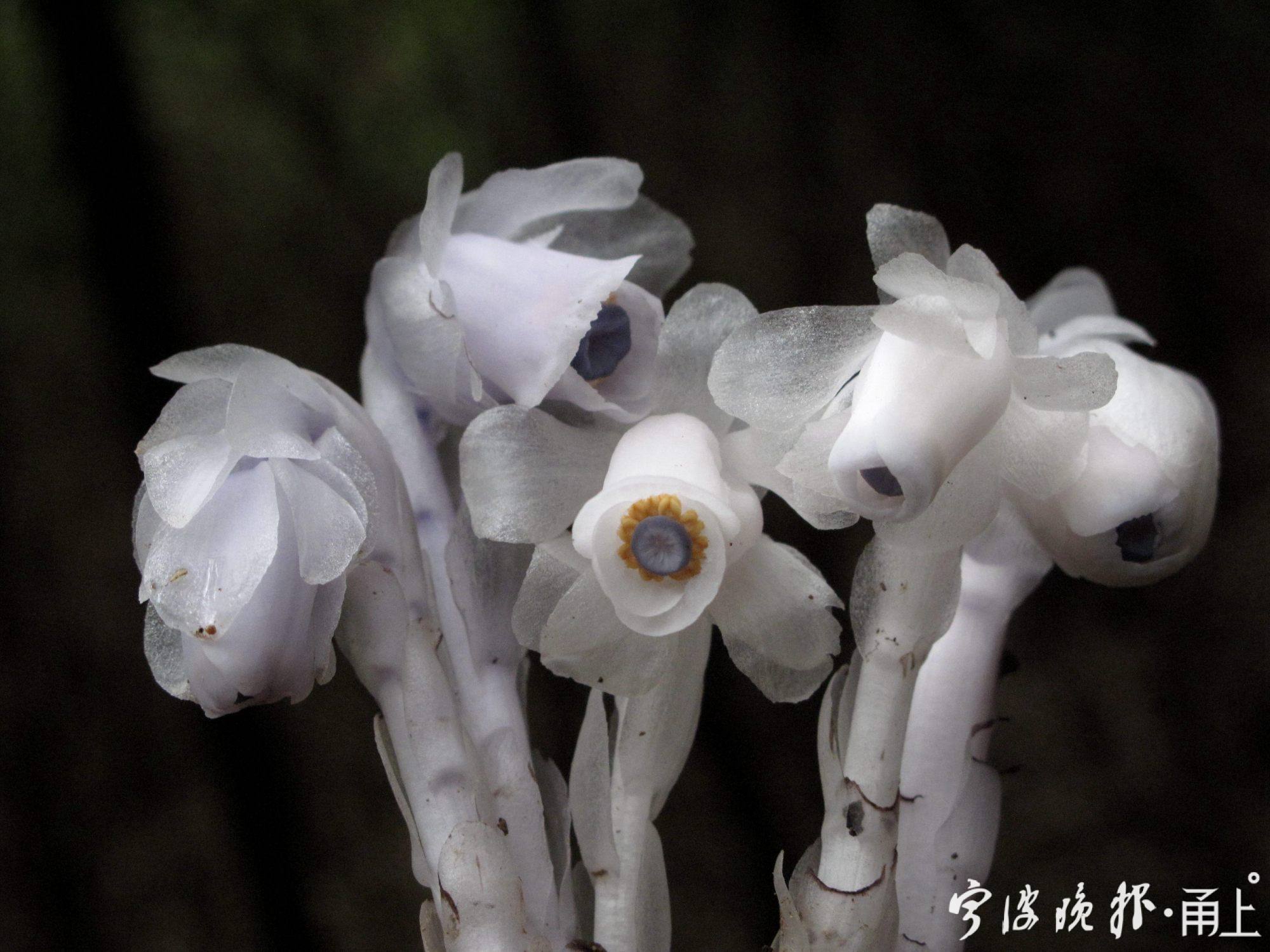 16——即将开放的花朵与已经开放的花朵对比,开放时