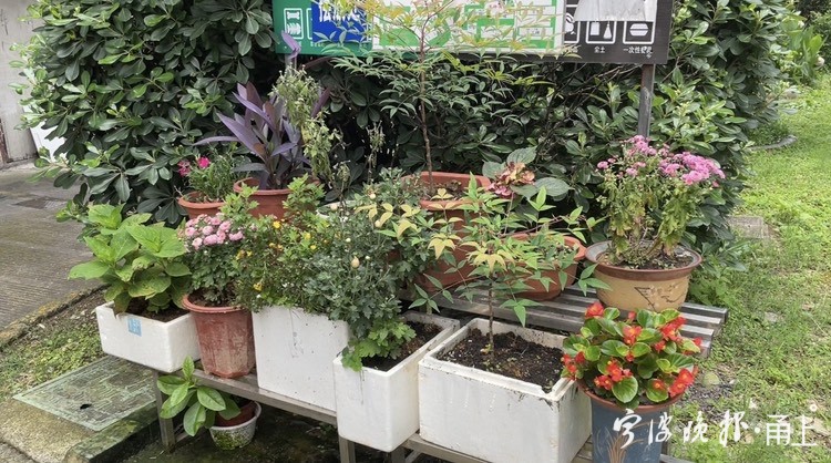 当老旧小区改造邂逅邻里花园 将碰撞出怎样的火花 设计师 工程师齐聚桃源小区 共商 花事 甬上 宁波晚报 宁波都市传媒网