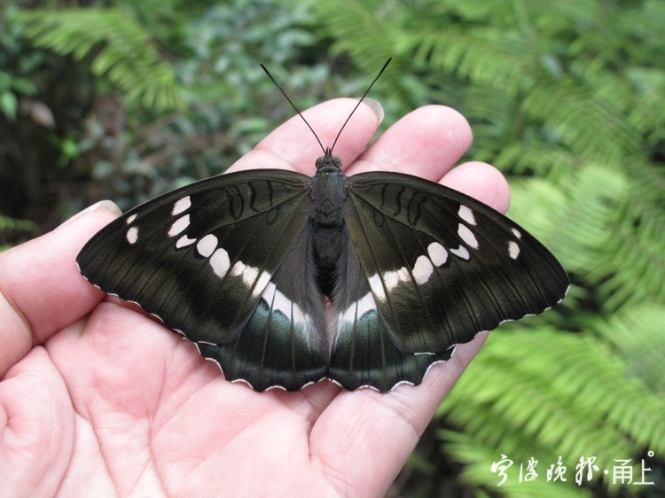 绿裙边翠蛱蝶现身宁海 - 宁波都市传媒网