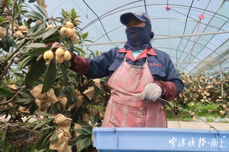 "从宁海县城开车过来半个小时就到了,大棚枇杷下雨天都可以采摘,光是